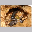 Priocnemis sp - Wegwespe 11e 8mm mit Wolfsspinne -  Lycosidae sp im Nest.jpg